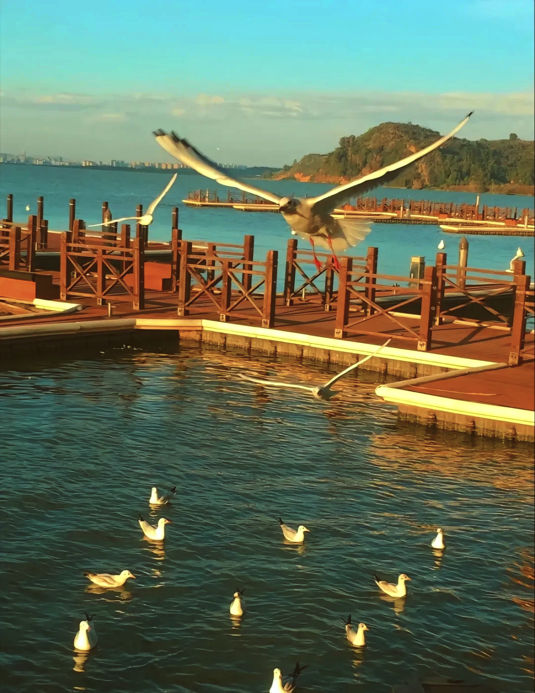 昆明有海鸥的地方是什么湖